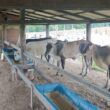 Pecuarista abre a porteira e mostra sistema de engorda diferenciado em Rondônia
