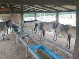 Pecuarista abre a porteira e mostra sistema de engorda diferenciado em Rondônia
