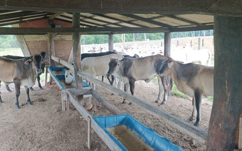 Pecuarista abre a porteira e mostra sistema de engorda diferenciado em Rondônia