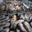 Lotes de novilhas Angus brilham no curral com até 20@ de carne de primeira!