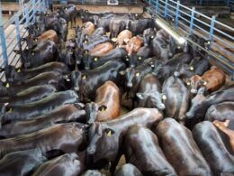 Lotes de novilhas Angus brilham no curral com até 20@ de carne de primeira!