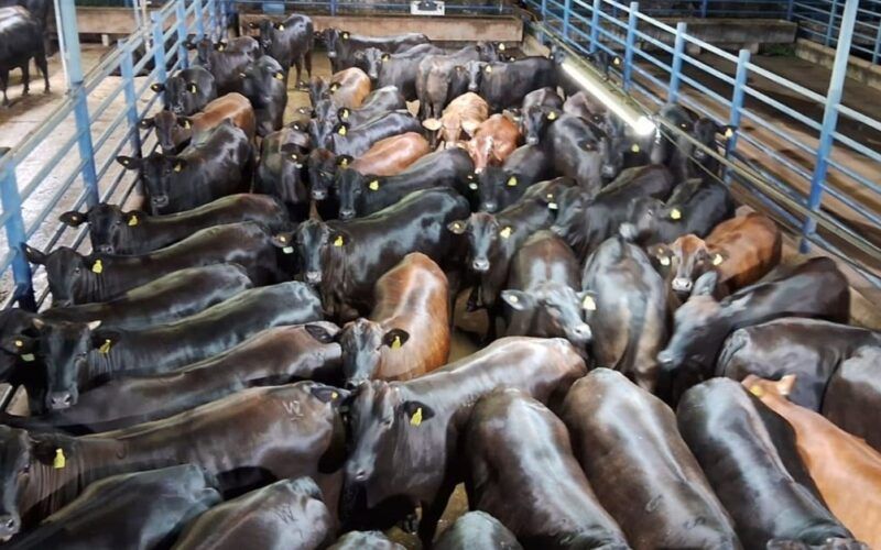 Lotes de novilhas Angus brilham no curral com até 20@ de carne de primeira!