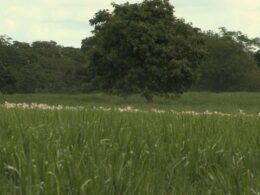 Manejo ultradenso de pastagem pode ser uma boa opção para a Bahia?