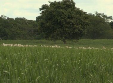 Manejo ultradenso de pastagem pode ser uma boa opção para a Bahia?