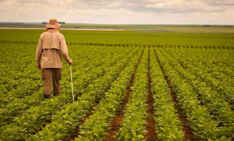 descubra por que a agroconsult preve uma safra recorde de