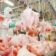 descubra por que a estabilidade domina o mercado de frango
