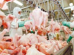 descubra por que a estabilidade domina o mercado de frango