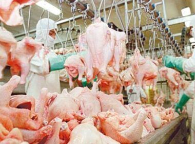 descubra por que a estabilidade domina o mercado de frango