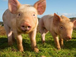 Descubra por que a Muyuan Foods será o Mega Produtor Mundial de 2024 9 descubra por que a muyuan foods sera o mega produtor