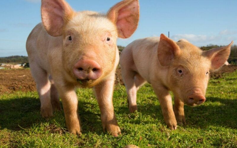 descubra por que a muyuan foods sera o mega produtor