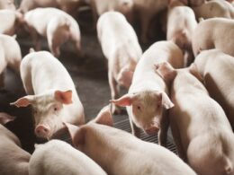 descubra por que as filipinas lideram as importacoes de carne