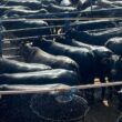 Gadão top Angus parece até uma “caixa de marimbondo” e garante mercado diferenciado