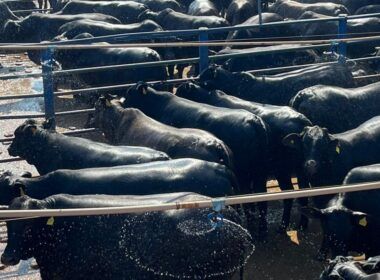 Gadão top Angus parece até uma “caixa de marimbondo” e garante mercado diferenciado