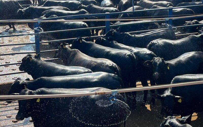 Gadão top Angus parece até uma “caixa de marimbondo” e garante mercado diferenciado