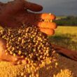 descubra por que o preco da soja caiu em paranagua