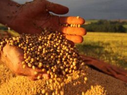 descubra por que o preco da soja caiu em paranagua