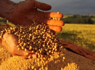 descubra por que o preco da soja caiu em paranagua