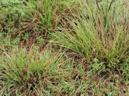 Que capim é esse? Pecuarista baiano desconfia que é o Massai. Saiba mais