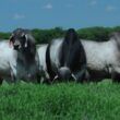 Vaca holandesa e touro Guzerá: resultado de cruzamento pode predominar o zebu?