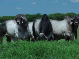 Vaca holandesa e touro Guzerá: resultado de cruzamento pode predominar o zebu?