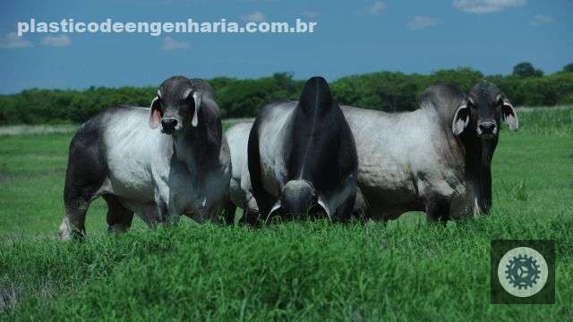 Vaca holandesa e touro Guzerá: resultado de cruzamento pode predominar o zebu?