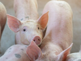 descubra solucoes naturais e eficazes para criar suinos sem antibioticos