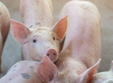 descubra solucoes naturais e eficazes para criar suinos sem antibioticos