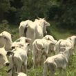 Vaca ou Bezerro? Descubra qual a categoria que paga as contas na fazenda de cria