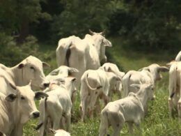 Vaca ou Bezerro? Descubra qual a categoria que paga as contas na fazenda de cria