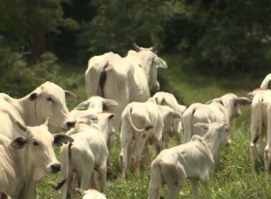 Vaca ou Bezerro? Descubra qual a categoria que paga as contas na fazenda de cria