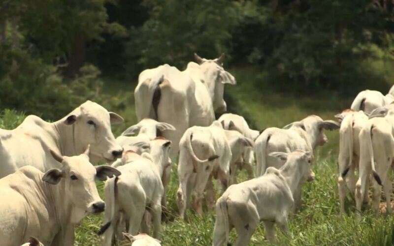 Vaca ou Bezerro? Descubra qual a categoria que paga as contas na fazenda de cria