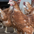 desigualdade na producao de ovos cage free na europa o que