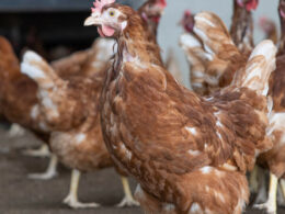 desigualdade na producao de ovos cage free na europa o que