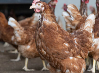 desigualdade na producao de ovos cage free na europa o que