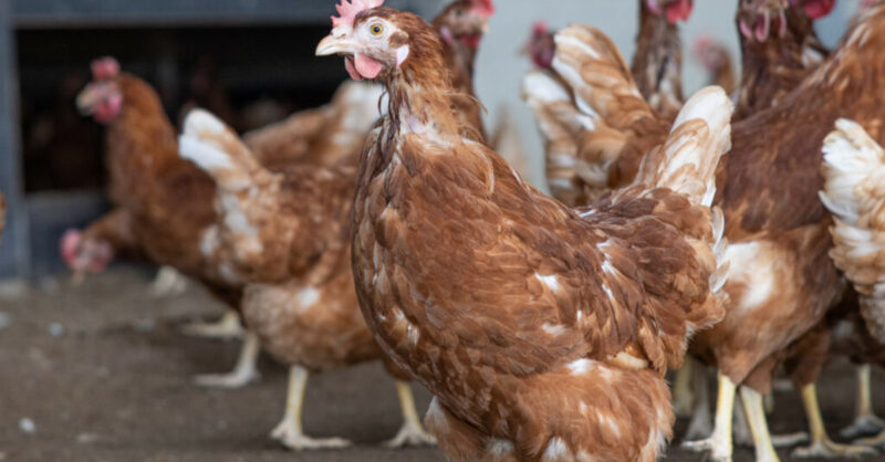 desigualdade na producao de ovos cage free na europa o que