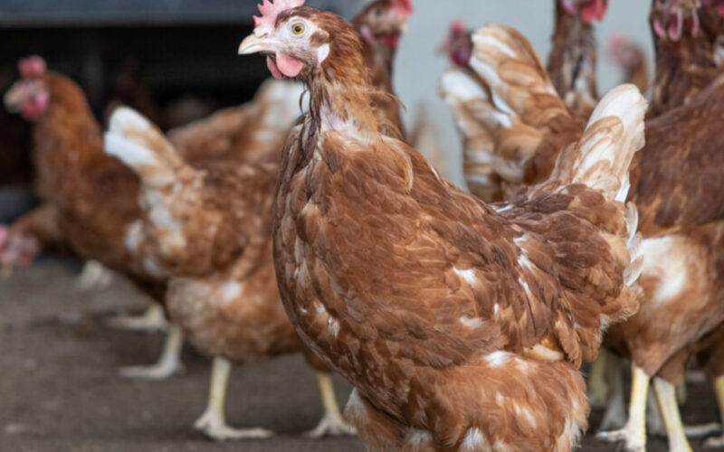 desigualdade na producao de ovos cage free na europa o que