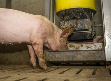 desvendando o impacto dos crescentes custos da carne suina na
