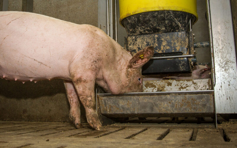 desvendando o impacto dos crescentes custos da carne suina na