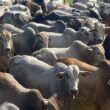 Boiada gorda a pasto e sucessão familiar são destaques no interior do Tocantins