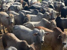 Boiada gorda a pasto e sucessão familiar são destaques no interior do Tocantins
