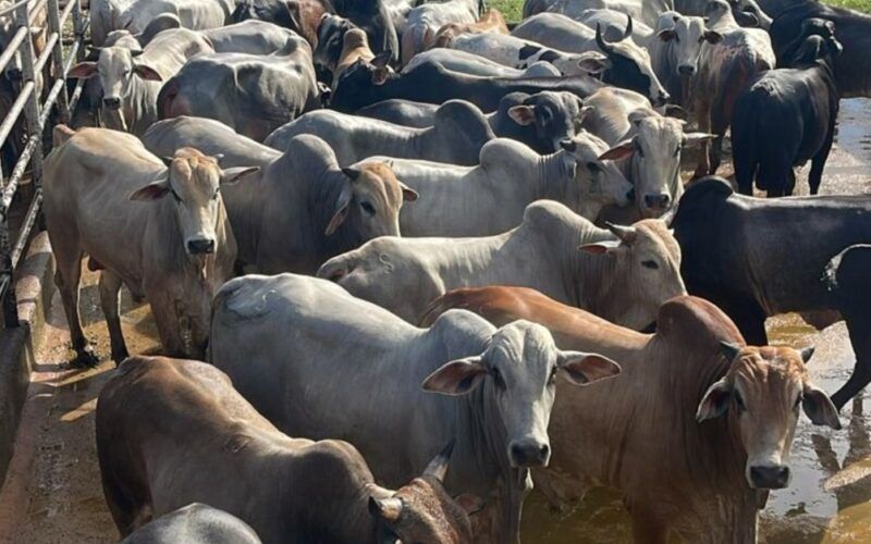 Boiada gorda a pasto e sucessão familiar são destaques no interior do Tocantins