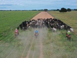 Bem-estar animal: especialista explica o bê-á-bá para o treinamento de vaqueiros