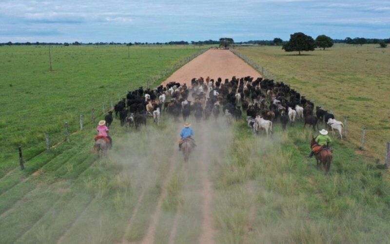 Bem-estar animal: especialista explica o bê-á-bá para o treinamento de vaqueiros