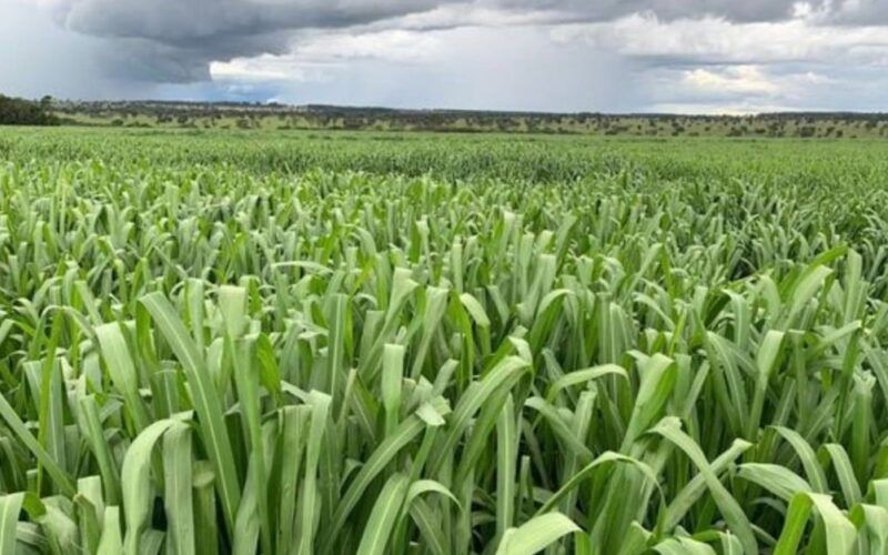 Capim na chuva: confira as dicas de gramíneas e como manejar o rebanho na área
