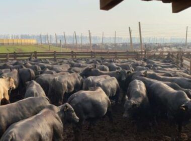 Boitel: conheça as vantagens para garantir boi gordo e rentável