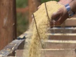 Ração à base de soja, milho e caroço de algodão: especialista dá dicas para formular dieta