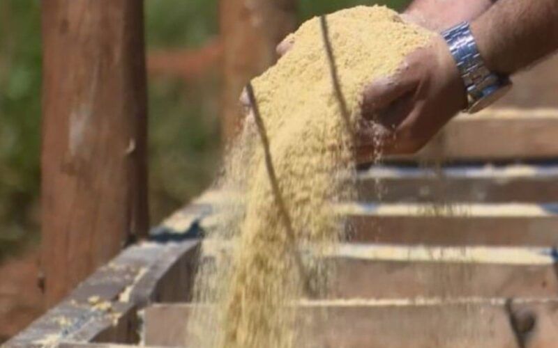 Ração à base de soja, milho e caroço de algodão: especialista dá dicas para formular dieta