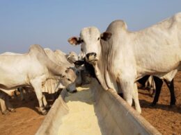 Dieta de Garrotes na TIP maximiza arrobas por hectare com formulação de baixo custo e alta eficiência nutricional 12 Dieta de Garrotes na TIP maximiza arrobas por hectare com formulação de baixo custo e alta eficiência nutricional