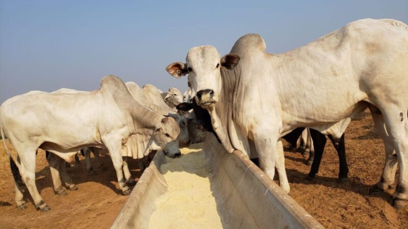Dieta de Garrotes na TIP maximiza arrobas por hectare com formulação de baixo custo e alta eficiência nutricional