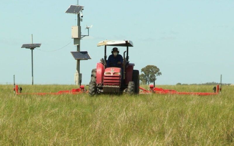 Controle de plantas daninhas na pastagem requer mais atenção agora nas chuvas